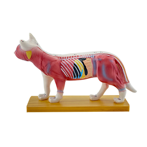 Model akupuntur hewan sains medis Model anatomi kerangka hewan anjing untuk diagnostik dokter hewan - Product Image 1