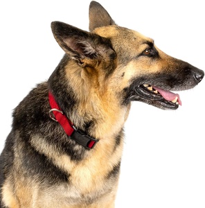 Kingtale dressage starter Nylon Martingale colliers pour chien, colliers personnalisés pour animaux de compagnie - Product Image 4