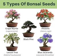 Kit de bonsaï pour débutants, bonsaïs uniques à faire soi-même pour adultes, kit complet de plantes d'intérieur, cadeau de jardinage idéal pour les femmes et les hommes