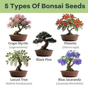 Kit de Bonsái para <span class=keywords><strong>Principiantes</strong></span>, Bonsáis Únicos para Adultos, Kit Completo de Plantas de Interior, Regalo Ideal de Jardinería para Mujeres y Hombres - Product Image 2