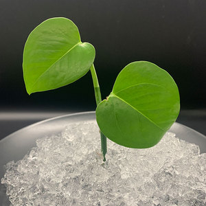 Hydrogel sap siêu thấm kali Polyacrylate hạt siêu thấm nước Polymer giữ lại đại lý cho các nhà máy - Product Image 4