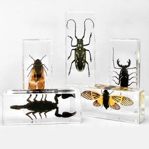 Vivid côn trùng chặn giấy thực Bug bảo quản trong <span class=keywords><strong>lucite</strong></span> acrylic cho tư nhân mẫu vật Bộ sưu tập Bảng trang trí Nhựa thủ công mỹ nghệ - Product Image 3