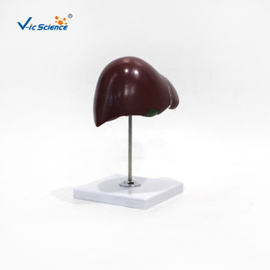 Modèle d'anatomie du foie 1:1, outil pédagogique médical pour l'enseignement de l'anatomie du foie - Product Image 3