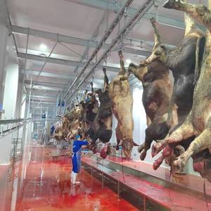 Équipement d'abattage de bovins en acier inoxydable robuste pour abattoir, machine de traitement de viande de <span class=keywords><strong>boucherie</strong></span> - Product Image 5