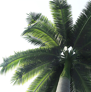 Anti-ultravioleta Anti-decoloración de palma de coco de <span class=keywords><strong>hoja</strong></span> de palma árbol hojas - Product Image 3