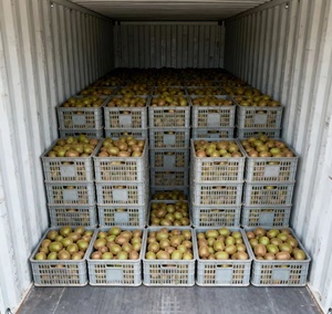 <span class=keywords><strong>Kiwi</strong></span> Freschi di Alta Qualità dalla Cina, Prezzo Conveniente, <span class=keywords><strong>Kiwi</strong></span> Verdi - Product Image 3