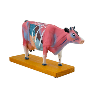 Corps de bétail <span class=keywords><strong>Acupuncture</strong></span> Modèle ZM3017 - Product Image 3