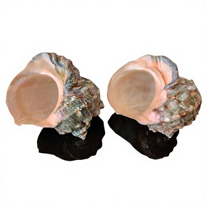 Concha de mar natural gigante de Vietnam para decoración de hoteles de playa, mesas de boda y manualidades decorativas - Product Image 1
