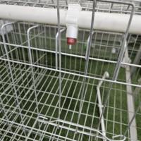Cage à volailles de type A à 4 niveaux pour 160 œufs, idéale pour les fermes