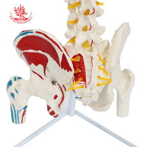Modèle de colonne vertébrale humaine FRT015, modèle de colonne vertébrale médicale flexible en PVC avec points d'origine et d'insertion musculaire, 85 cm - Product Image 1