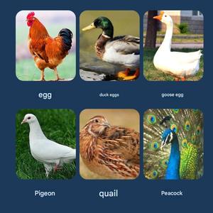 Đa loài trứng lồng ấp cho gà chim cút bò sát cá với LED hiển thị và <span class=keywords><strong>fan</strong></span> Kit - Product Image 3