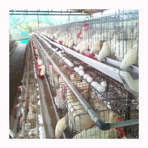 Élevage d'équipement de volaille de poulet de couche de haute qualité