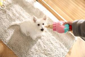 Tedavi dağıtıcı ile interaktif dondurma tasarım peluş TPR köpek oyuncak - Product Image 3