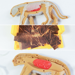 Juego de Juguetes de Anatomía de Animales Salvajes para Decoración de Mesa, Esqueleto de Animal <span class=keywords><strong>3D</strong></span> para Armar - Product Image 4