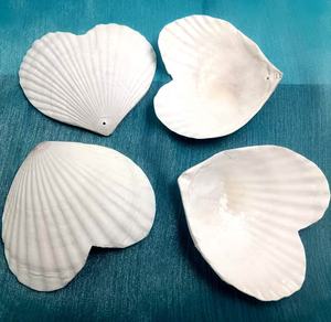 Coquilles Saint-Jacques Naturelles Blanches en Forme de Cœur, Coquilles Marines Brutes pour Artisanat DIY, Décoration de Mariage à la <span class=keywords><strong>Plage</strong></span> et Fêtes - Product Image 1