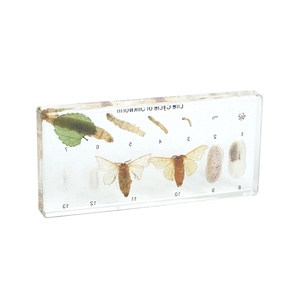 शिक्षण उपकरण के लिए स्पष्ट सिल्कवर्म जीवन चक्र नमूना - Product Image 3