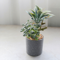 Fleurs artificielles en plastique, ornements créatifs, plantes succulentes en pot, décoration de la maison, accessoires de photographie, verdure artificielle, plantes à feuilles persistantes