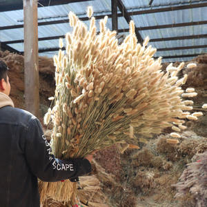 20 Ramas/Unidades de Plantas de Lagurus Ovatus, Colas de Conejo Reales, <span class=keywords><strong>Flores</strong></span> <span class=keywords><strong>Secas</strong></span>, Hierba, Flor Eterna - Product Image 5