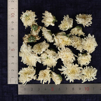 Thé aux fleurs, fleurs séchées chinoises, thé aux fleurs de chrysanthème de qualité supérieure