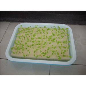 <span class=keywords><strong>Bac</strong></span> à semis hydroponique double couche <span class=keywords><strong>pour</strong></span> graines de légumes, fleurs, pousses de haricots et plantes vertes avec plateau d'eau - Product Image 3