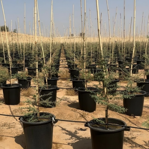 Estacas de Bambú Agrícolas Resistentes, Varillas de Soporte de Bambú Natural para Jardín, Uso en Viveros y Granjas - Product Image 3