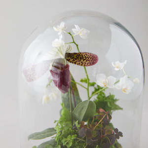 Rêves Tropicaux dans un Carafe : Terrarium Lumineux en Mousse avec Couvercle en Liège et Support en Bois Rétro - Product Image 6