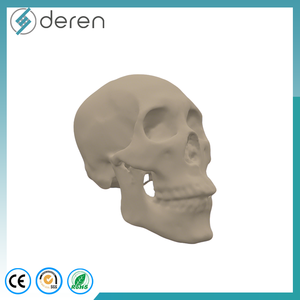 Modelo de Cráneo de Tamaño Real con Mandíbula, Vasos Sanguíneos y Nervios, Herramienta de Anatomía Médica para Entrenamiento Científico - Product Image 2