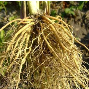 Huile de racine de valériane, <span class=keywords><strong>odeur</strong></span> spéciale, vente en gros d'huile essentielle de valériane - Product Image 4