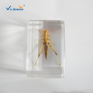 Especímen de locusta en resina, estructura corporal completa de insecto para la observación y enseñanza de biología, CE/ISO/ROHS/CNAS - Product Image 6