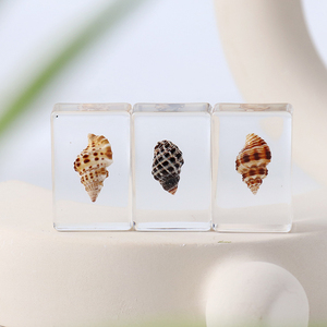 Nhựa paperweight thực vỏ ốc xà cừ Mẫu <span class=keywords><strong>Seashell</strong></span> trang trí nội thất giấy trọng lượng trang trí thủ công Quà Tặng chặn giấy cho nhà Bảng trang trí nội thất - Product Image 5