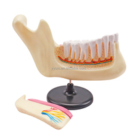 Dent humaine avec brosse enseignement médical 2 pièces meulage des dents et des engrenages modèle anatomique équipement éducatif modèle médical
