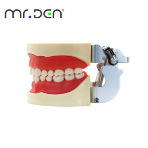 Modèle d'Enseignement <span class=keywords><strong>Dentaire</strong></span> Mr.Den 28/32 Pièces, Modèle de Mâchoire Standard pour l'Enseignement, Modèle <span class=keywords><strong>Dentaire</strong></span> en Résine, <span class=keywords><strong>Appareil</strong></span> Oral pour l'Implantation, pour la Démonstration d'Enseignement, CE - Product Image 4