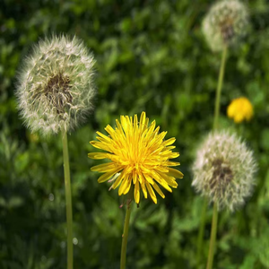 Cápsulas de diente de león de alta calidad ODM OEM suplemento de raíz de diente de león de hierbas tradicionales - Product Image 2