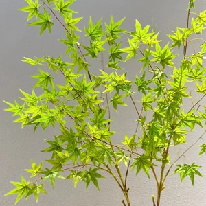 UV chứng nhận nhựa mô phỏng tường với màu xanh lá cây cỏ Dương Xỉ và 5/dĩa cao chi nhánh Maple lá cây 7/forks cao chi nhánh - Product Image 1