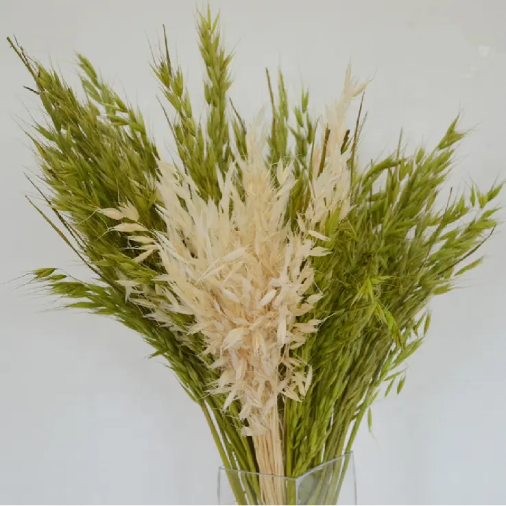 Venta caliente Decoración de la boda del hogar Flor de avena seca de trigo seco salvaje para el diseño floral de Australia