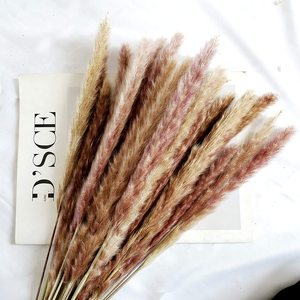 Flauschiges natürliches Pampasgras Pompöses Gras Trockenes graues Pompas <span class=keywords><strong>Pampus</strong></span> Kleines getrocknetes 45cm Papas Pampas Pampas gras - Product Image 1