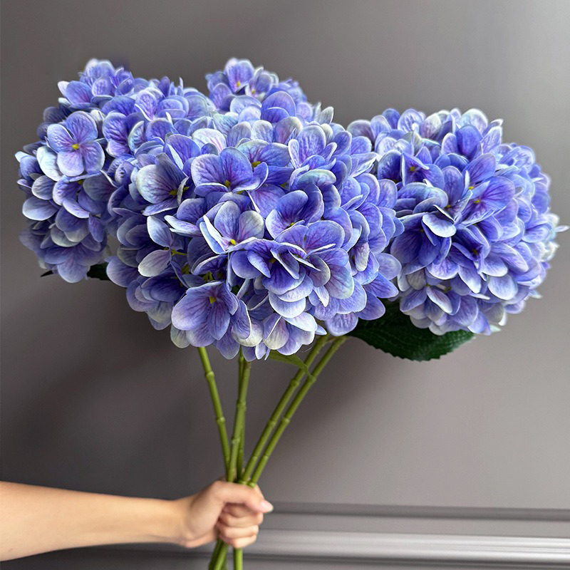 Viola1