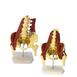Model anatomi otot vertebra Lumbar manusia Model panggul Model anatomi otot kolom tulang belakang - Product Image 4