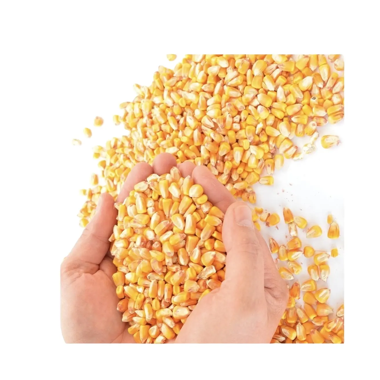 Paddestoel Popcorn Kernels Groothandel Graan Gedroogde Pop Gele Maïs Maïs Maïs Maïs Diervoeder Zaad Gele Maïs