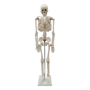 Modèle d'anatomie de l'œil humain amovible avec orbite, modèle d'œil anatomique en PVC pour l'enseignement en faculté de médecine - Product Image 3