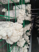 Système de culture hydroponique de champignons Shiitake et Matsutake Hezhou HM-40FT avec contrôle PLC à air frais, rendement élevé et économie d'énergie