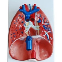 Modèle anatomique durable en PVC DARHMMY BOU/320 pour la science médicale, représentant le larynx, le cœur et les poumons humains, pour la formation médicale en milieu hospitalier/éducatif