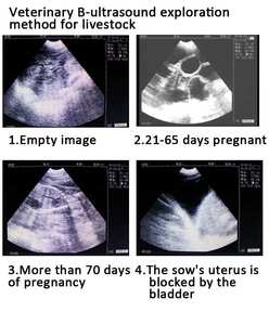 5.6 inç gebelik test cihazı el dijital B ultrason makinesi koyun Sow veteriner ultrason makinesi - Product Image 3