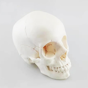 Modello di Cranio Umano Smontabile in Colore Puro con 22 Parti, Modello Anatomico di Cranio Bianco per Adulti - Product Image 3