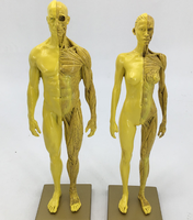 Structure musculo-squelettique humaine en résine de 30 cm pour exposition artistique, avec modèles masculin et féminin, jaune-gris, CE/ISO