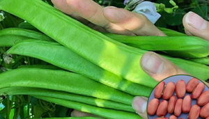<span class=keywords><strong>Jack</strong></span> Bean - Product Image 4