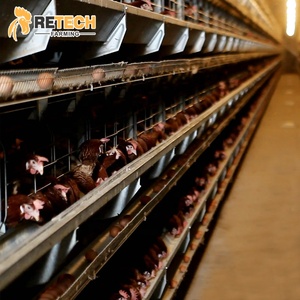 Équipements d'élevage, <span class=keywords><strong>Cage</strong></span> de poule à batterie automatique pour 20000 oiseaux, couche nigériane, élevage d'œufs de poule - Product Image 1
