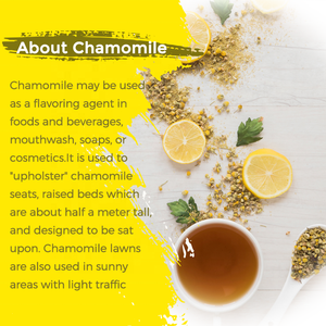 Thé aux fleurs de camomille personnalisé, aide au sommeil relaxante, thé de chrysanthème, thé de camomille, à base de plantes - Product Image 2