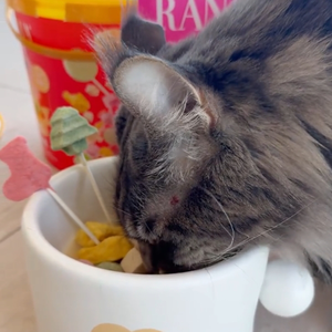 Il gatto FDA OEM tratta la cellulosa biologica liofilizzata e la patata dolce viola in polvere alimenti sicuri e personalizzabili per gatti all'ingrosso - Product Image 1