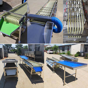 Trieuse orbitale à rouleaux pour pruneaux, ligne de tri multi-niveaux de type rail pour noisettes et agrumes, calibrage du diamètre - Product Image 2